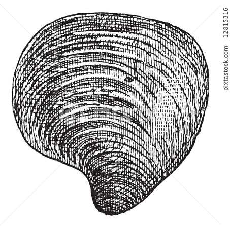 Freshwater Mussel, vintage engraving 12815316