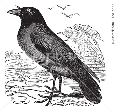 Hooded Crow or Hoodiecrow or Corvus cornix vintage engraving 12815334