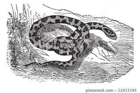 Chicken Snake or Rat Snake or Elaphe sp. or Pituophis melanoleuc Chicken Snake or Rat Snake or Elaphe sp. or Pituophis melanoleuc 12815345