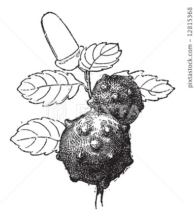 Oak Apple or Oak Gall, vintage engraving 12815368