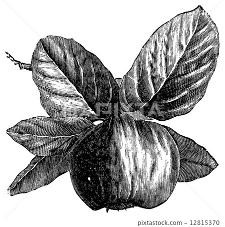 Quince or Cydonia oblonga vintage engraving 12815370