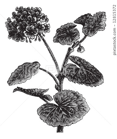 Geranium or Storksbill or Pelargonium sp., vintage engraving 12815372