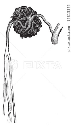 Malpighian body vintage engraving 12815373