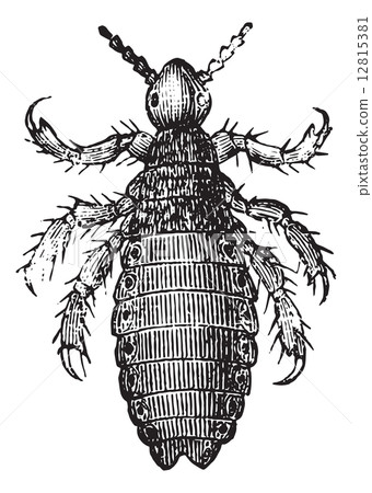 Head lice or Head louse, vintage engraving. 12815381