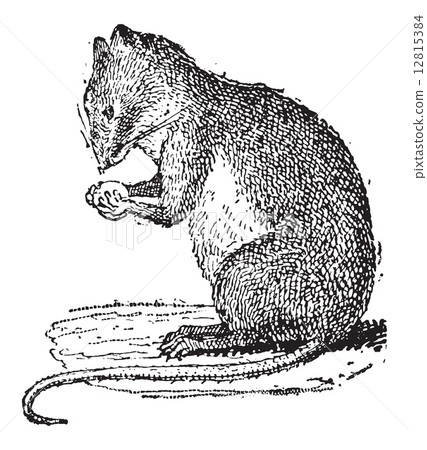 Field Mouse or Muridae, vintage engraving 12815384