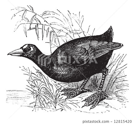 American Coot or Fulica americana vintage engraving 12815420