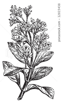 Cinchona calisaya (end a flowery branch), vintage engraving. 12815438