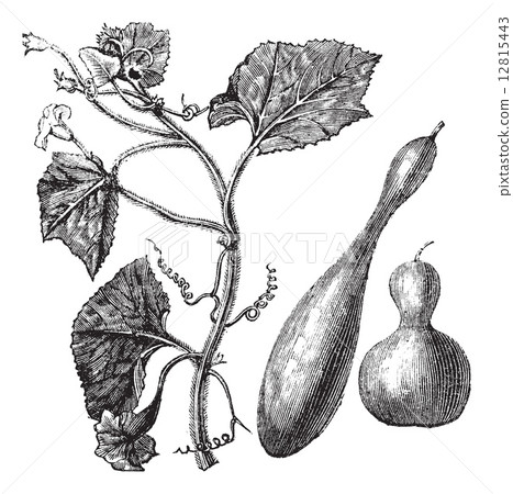 Calabash or Lagenaria vulgaris vintage engraving 12815443