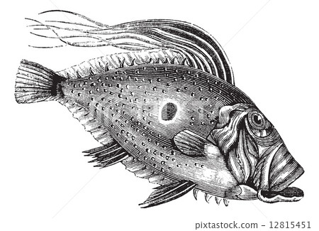 John Dory or Saint Pierre Fish or Saint Peter... - Stock Illustration ...