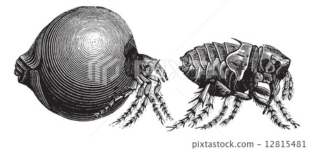 Tick vintage engraving Tick vintage engraving 12815481
