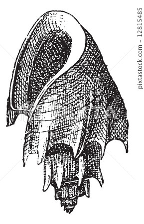 Hebrew Volute or Voluta hebraea, vintage engraving 12815485