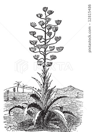 Century plant or Agave Americana old vintage engraving. 12815486