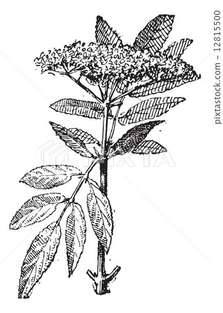 Elderberry or Sambucus, vintage engraving. 12815500