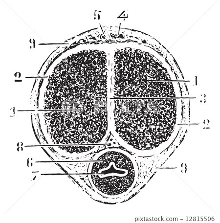 Cross section of the rod, vintage engraving. 12815506