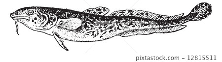 Burbot or Lota lota, vintage engraving 12815511