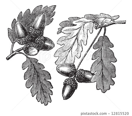 English Oak vintage engraving English Oak vintage engraving 12815520