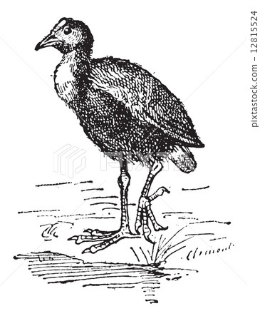 Moorhen or Gallinula sp., vintage engraving Moorhen or Gallinula sp., vintage engraving 12815524