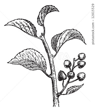 Saint Lucie Cherry or Prunus mahaleb, vintage engraving Saint Lucie Cherry or Prunus mahaleb, vintage engraving 12815529