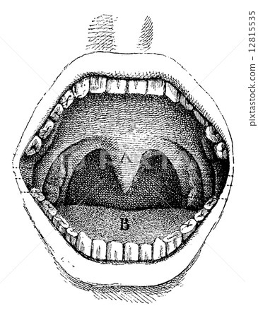 Mouth (inside of the cavity), vintage engraving. Mouth (inside of the cavity), vintage engraving. 12815535
