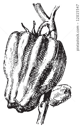 Pepper, vintage engraving. 12815547