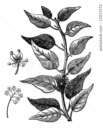 Osage-orange or Maclura pomifera vintage engraving 12815552