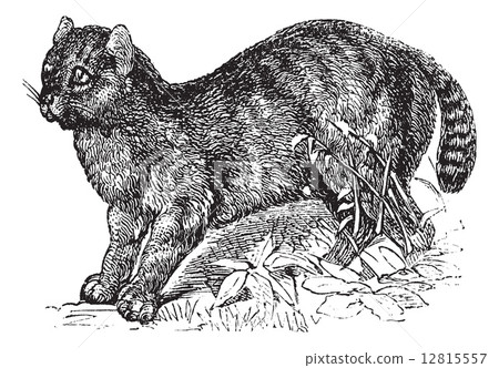 Egyptian Mau vintage engraving 12815557