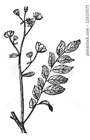 Simarouba vintage engraving 12815575