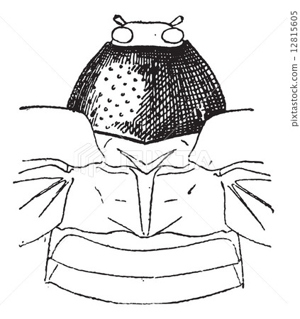 Prothorax, vintage engraving. 12815605