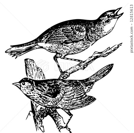 Old engraving of a Seaside sparrow and Lincoln's sparrow Old engraving of a Seaside sparrow and Lincoln's sparrow 12815613