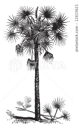 Palmetto or Cabbage Palm or Cabbage Palmetto or Palmetto Palm or Palmetto or Cabbage Palm or Cabbage Palmetto or Palmetto Palm or 12815621