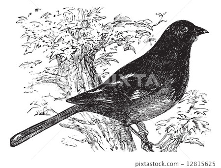 Eastern Towhee vintage engraving Eastern Towhee vintage engraving 12815625