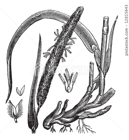 Timothy-grass (Phleum pratense), vintage engraving 12815643