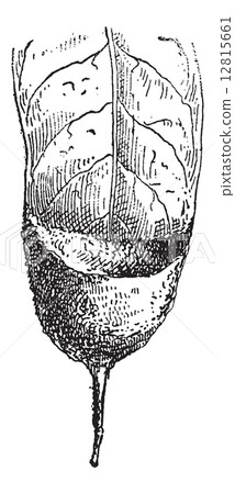 Nest of the Hermit Hummingbird or Phaethornithinae, vintage engr 12815661