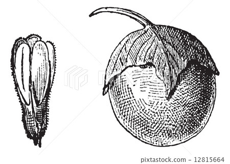 Mandrake or Mandragora sp., vintage engraving 12815664