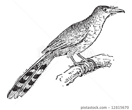 Hispaniolan Lizard Cuckoo or Coccyzus longirostris, vintage engr 12815670