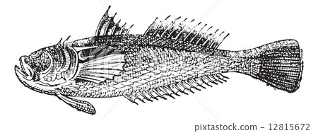 Stargazer or Uranoscopus, vintage engraving 12815672