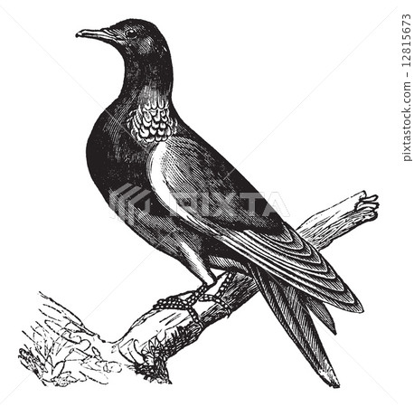 Common Wood Pigeon (Columba palumbus) or Culver, vintage engravi Common Wood Pigeon (Columba palumbus) or Culver, vintage engravi 12815673