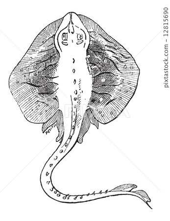 Fins, of a Stingray or Myliobatoidei, vintage engraving 12815690