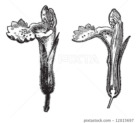 Labiatae, Nepeta cataria, vintage engraving. 12815697