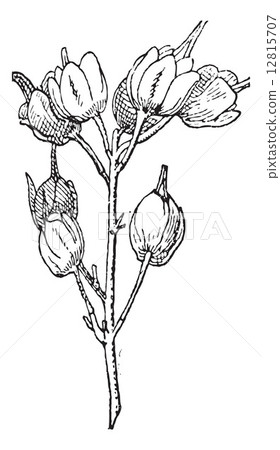 European Bladdernut or Staphylea pinnata, vintage engraving 12815707