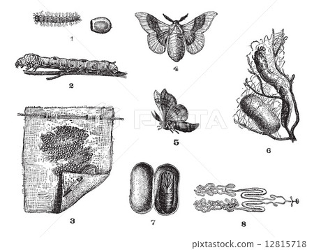 Silkworm or Bombyx mori, vintage engraving 12815718