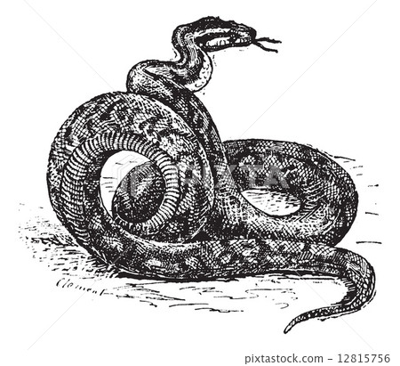 Python vintage engraving 12815756