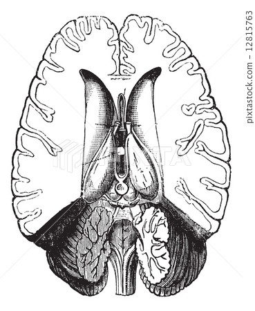 Human brain cut horizontally to show internal parts vintage engr Human brain cut horizontally to show internal parts vintage engr 12815763