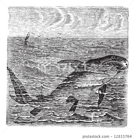 Great white shark or Carcharodon carcharias vintage engraving Great white shark or Carcharodon carcharias vintage engraving 12815764
