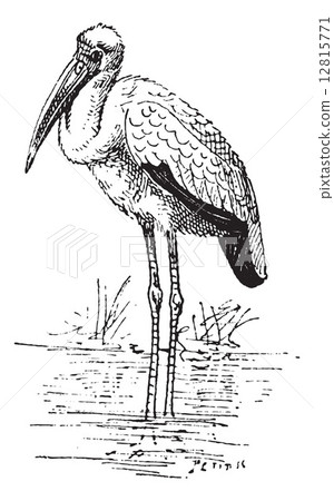 Yellow-billed Stork or Mycteria ibis vintage engraving 12815771