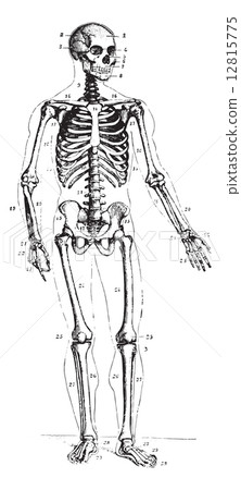 Skeleton, vintage engraving. 12815775