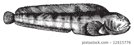 Seawolf, Atlantic wolffish or catfish or anarrhichas vomerinus o 12815776