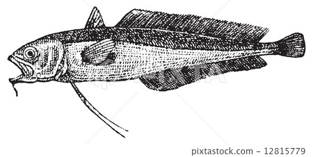 Phycis, vintage engraving. 12815779