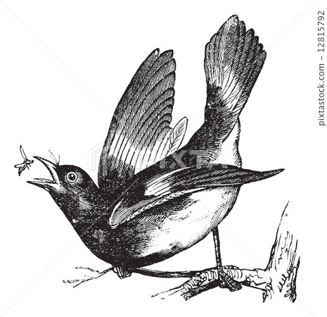 American Redstart or Setophaga ruticilla vintage engraving 12815792
