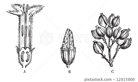 Cinchona calisaya, vintage engraving. 12815800